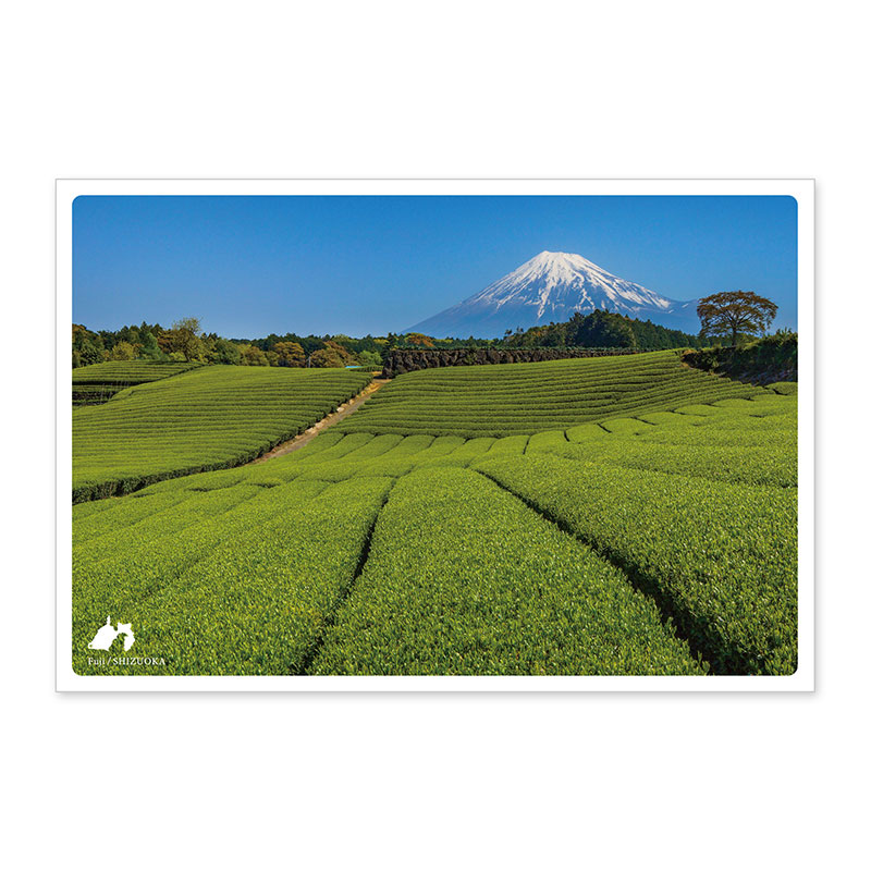 日本の絶景ポストカード 夏 今宮の茶畑 静岡県 いろはショップオンライン