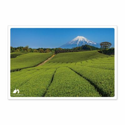 日本の絶景ポストカード ～夏～ 今宮の茶畑/静岡県