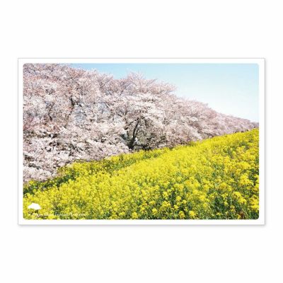 日本の絶景ポストカード ～春～ 熊谷桜堤/埼玉