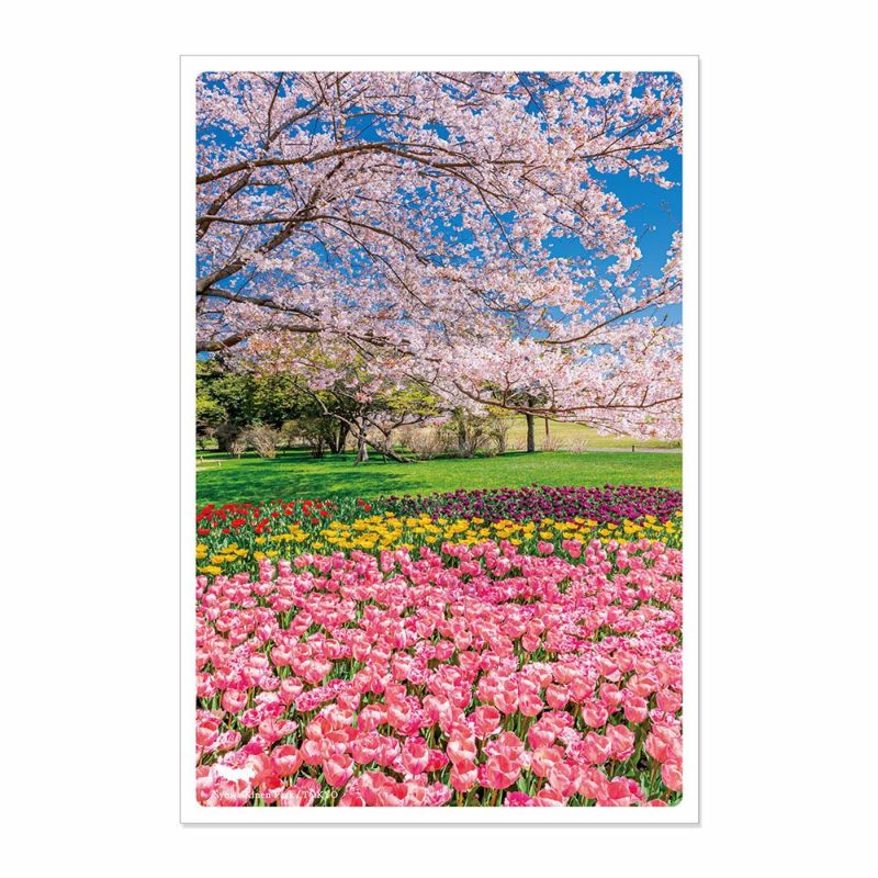 日本の絶景ポストカード ～春～ 春の国営昭和記念公園/東京 | いろはショップオンライン