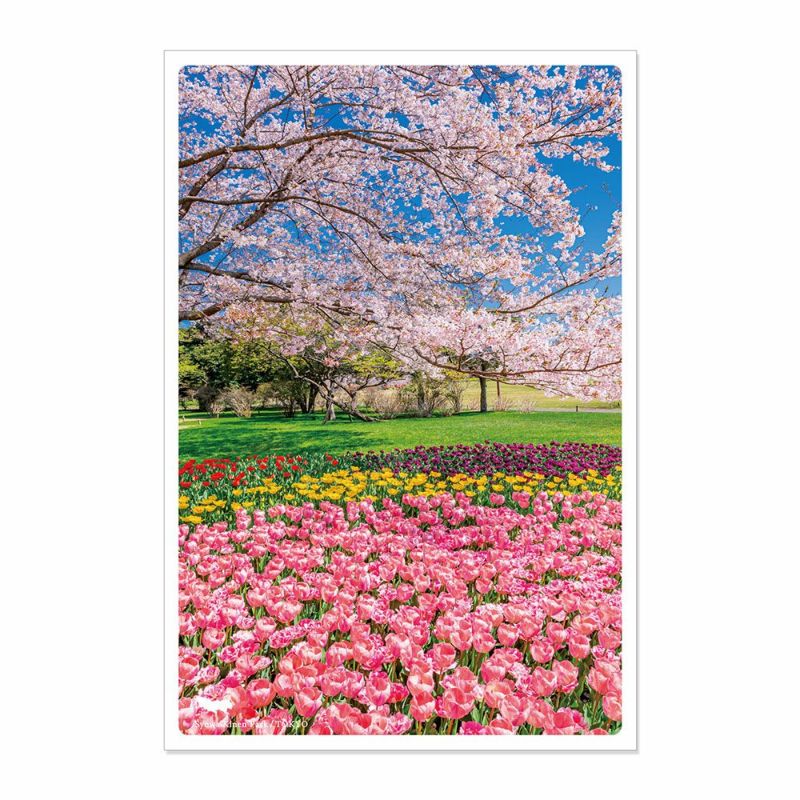 日本の絶景PC_JPC-91_春_昭和記念公園