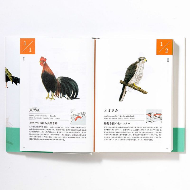 小鳥 Amazon | 三晃商会 SANKO 小鳥の快適バスタイム | Sanko | 巣材