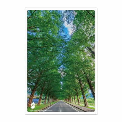 日本の絶景ポストカード ～夏～ メタセコイア並木/滋賀