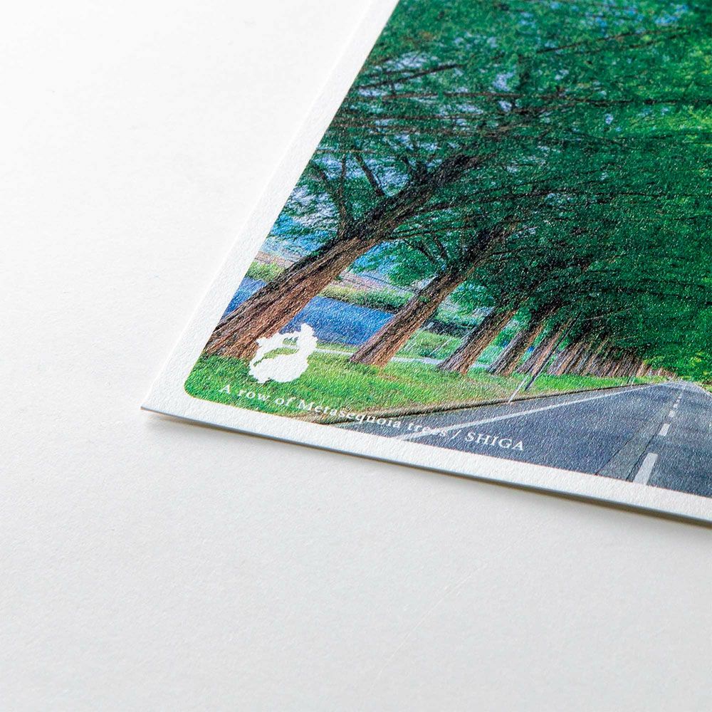 日本の絶景ポストカード ～夏～ メタセコイア並木/滋賀 いろはショップオンライン