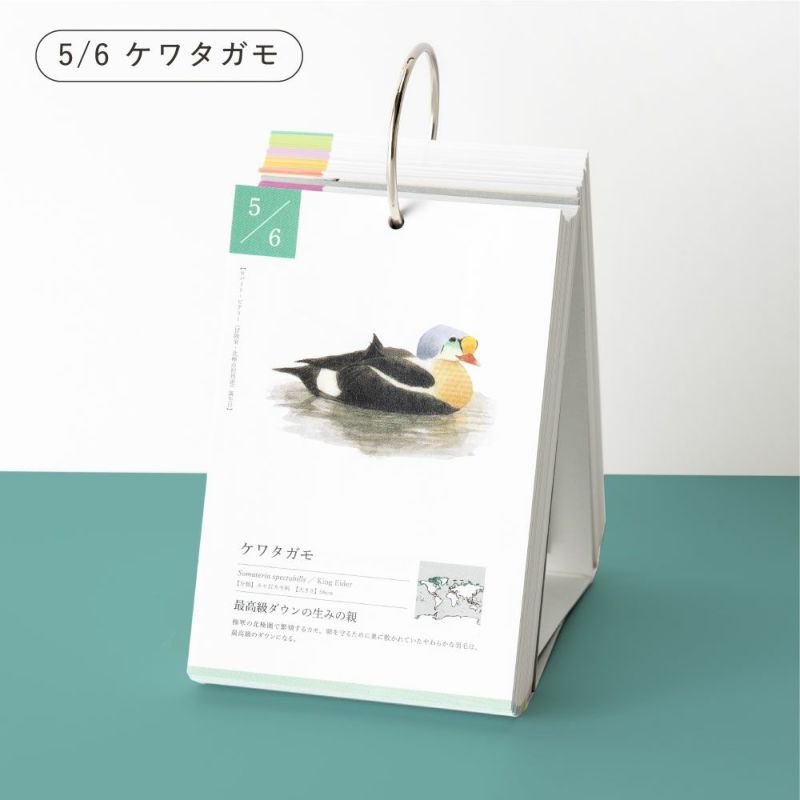 366日の誕生鳥ｶﾚﾝﾀﾞｰ_GTH-01